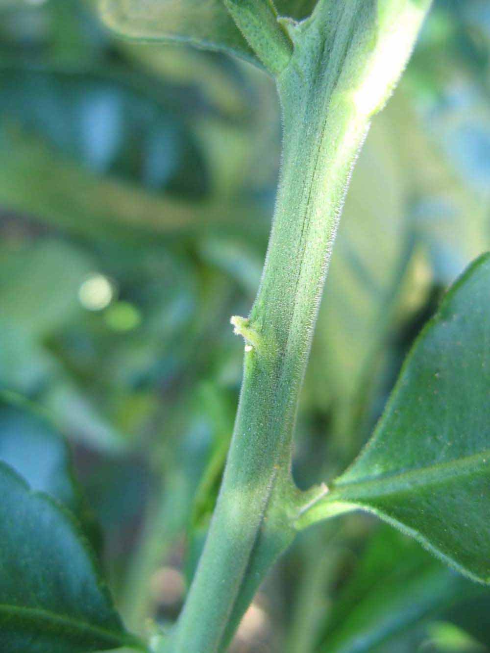            First year twig (Winter Haven, FL)   